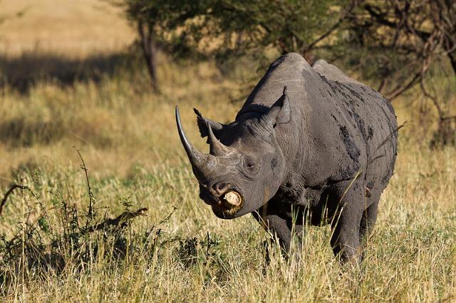 090 Tanzania, N-Serengeti, zwarte neushoorn.jpg